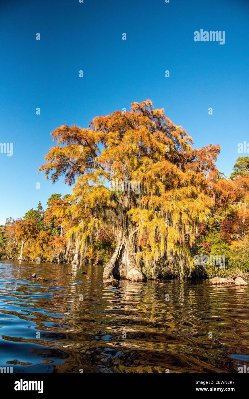 Zypressen im Herbst, Lake Water, North Carolina, USA Stockfoto