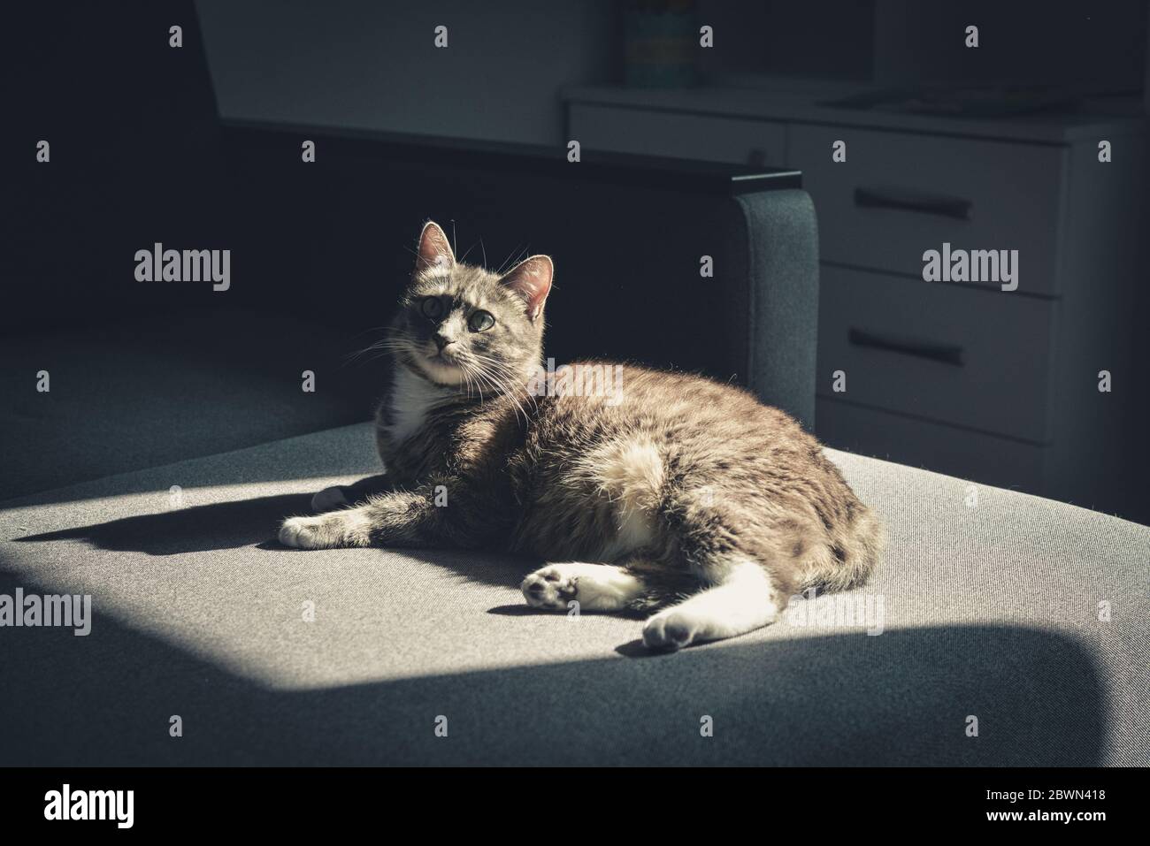 Grau gestromte Katze auf Sofa in Sonnenfleck zu Hause Nahaufnahme Stockfoto