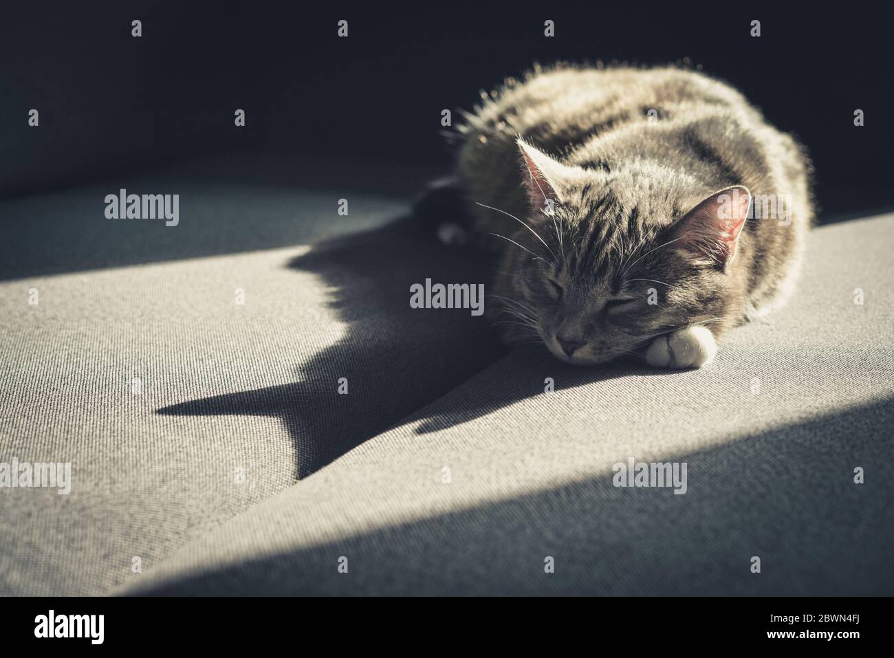 Grau gestromte Katze auf Sofa in Sonnenfleck zu Hause Nahaufnahme Stockfoto
