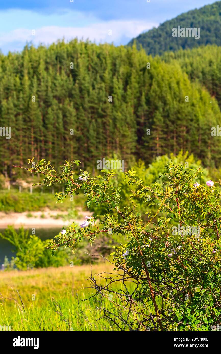 Hagebutte und defokussed Krinets See Damm in Bansko, Bulgarien mit grünen Sommer Berge auf dem Hintergrund Stockfoto