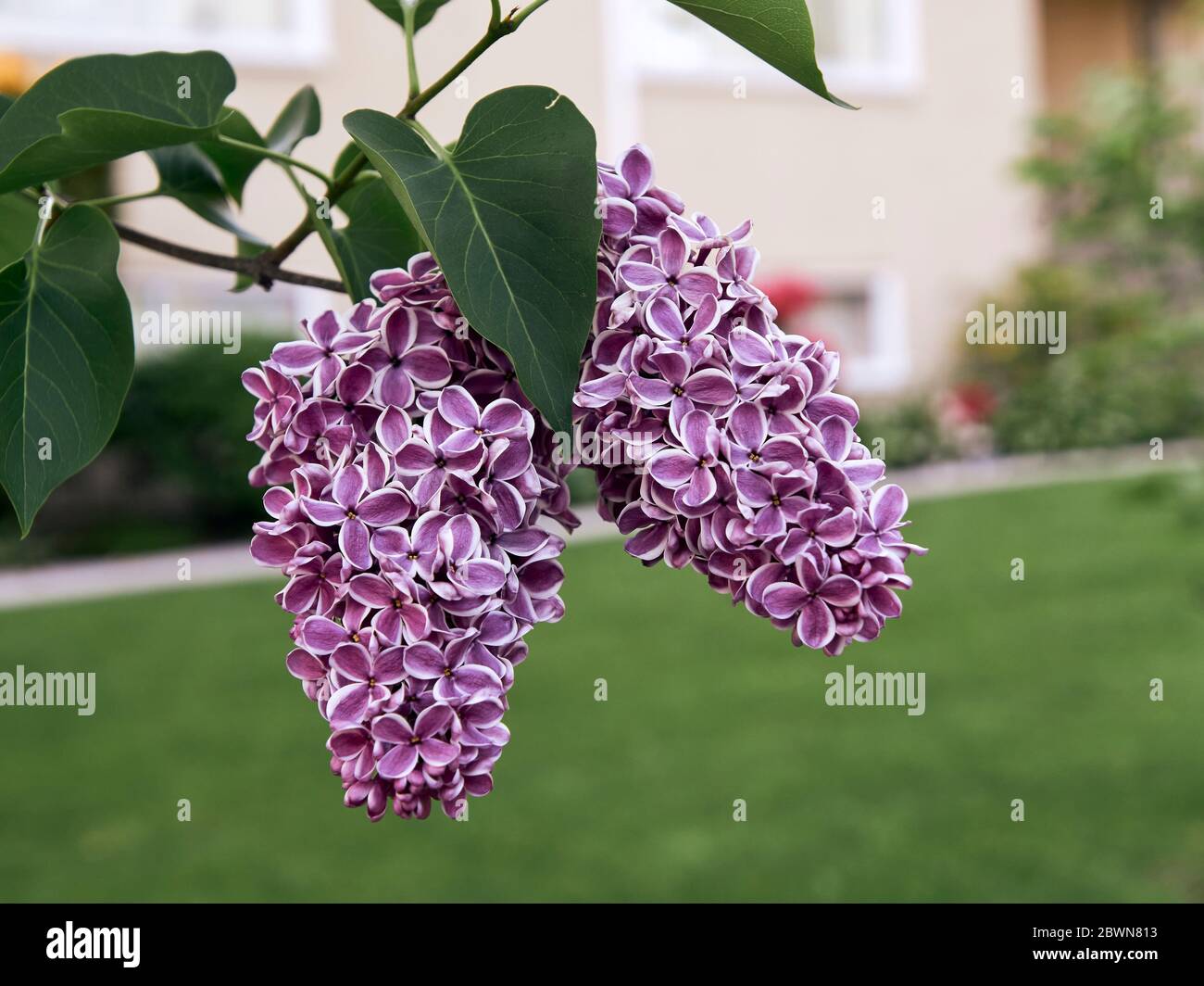 Nahaufnahme von dunkelvioletten und weißen Empfindungen Fliederblüten im Frühjahr, Vancouver, BC, Kanada Stockfoto