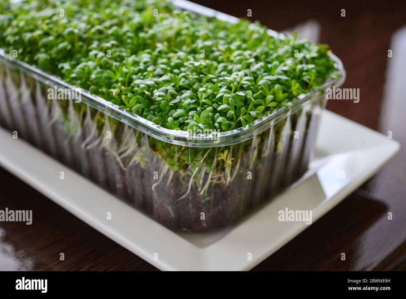 Microgreen von Gartenkresse, junge Pflanzen, in Kunststoffbehälter auf Fensterbank Nahaufnahme Stockfoto