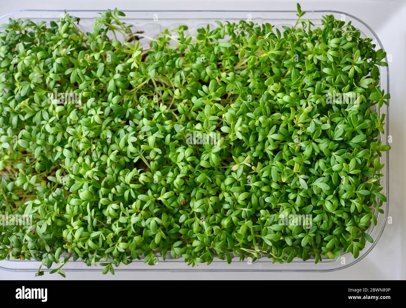 Microgreen von Gartenkresse, junge Pflanzen, in Kunststoffbehälter auf Fensterbank Draufsicht Stockfoto