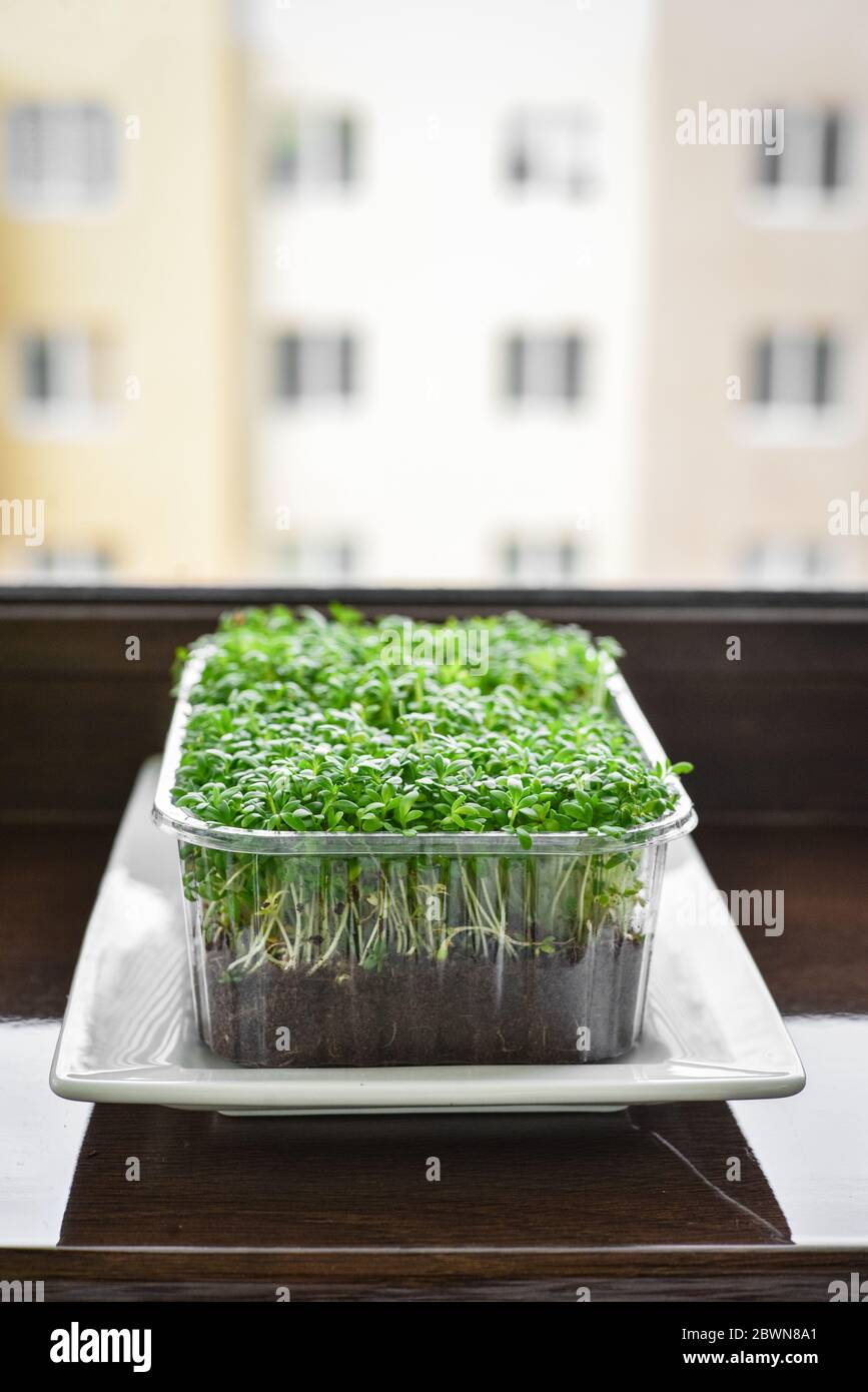 Microgreen von Gartenkresse, junge Pflanzen, in Kunststoffbehälter auf Fensterbank Nahaufnahme Stockfoto