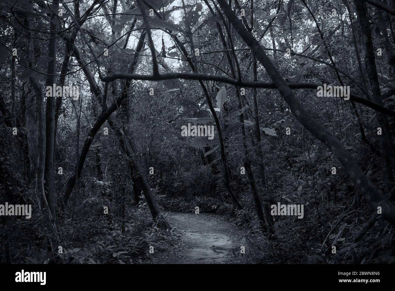 Dunklen Wald Stockfoto