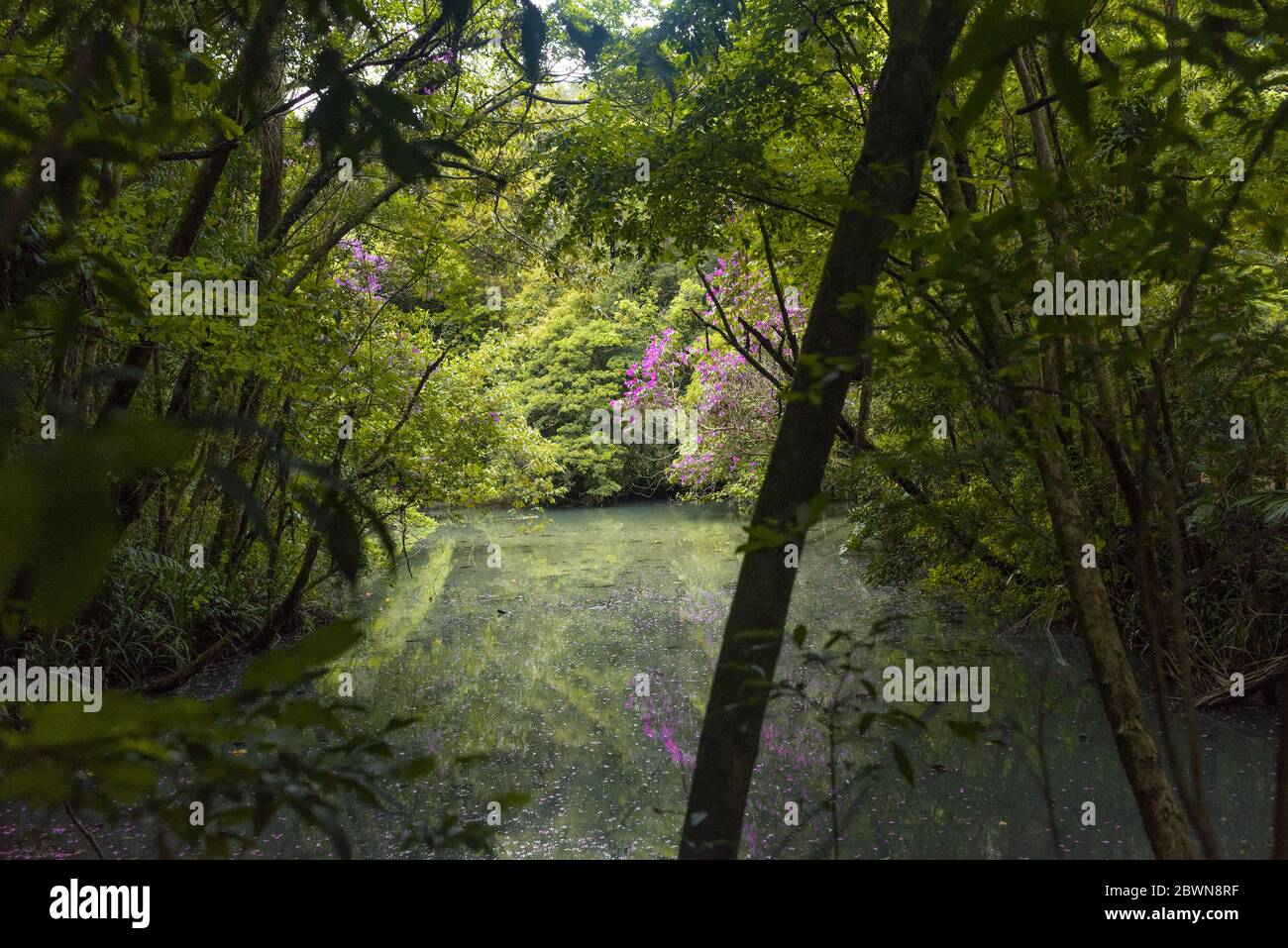 See im Wald Stockfoto