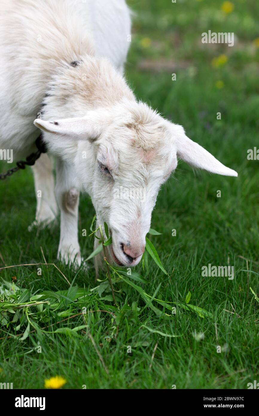 Weiße Hausziege Kauweiden Äste und Blätter auf einem Hintergrund der grünen Wiese. Stockfoto