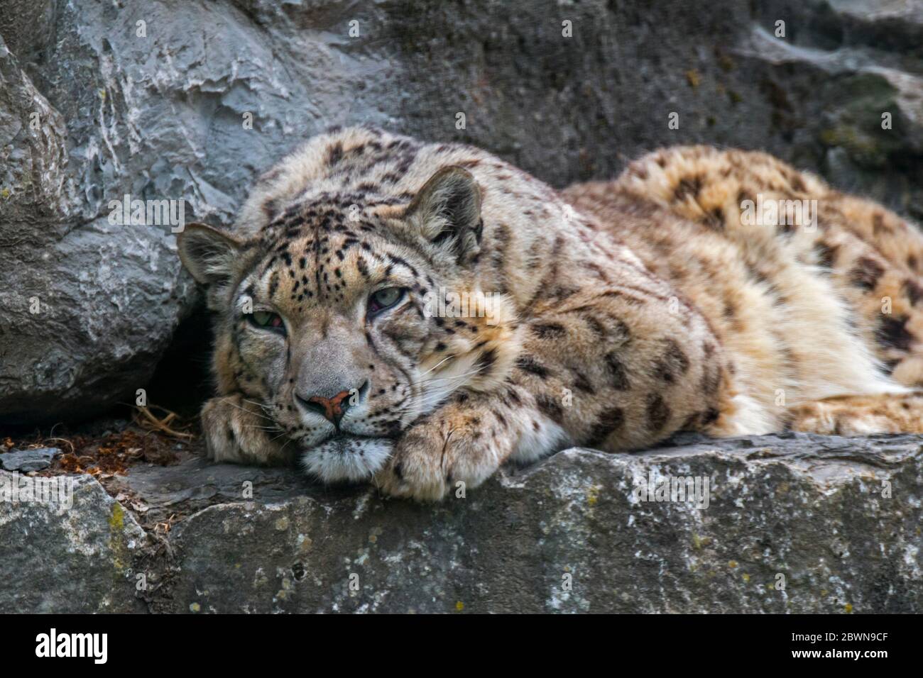 Snow Leopard/Unze (Panthera Uncia uncia uncia/) ruht auf Felsvorsprung in der Felswand, native auf den Bergketten von Asien Stockfoto