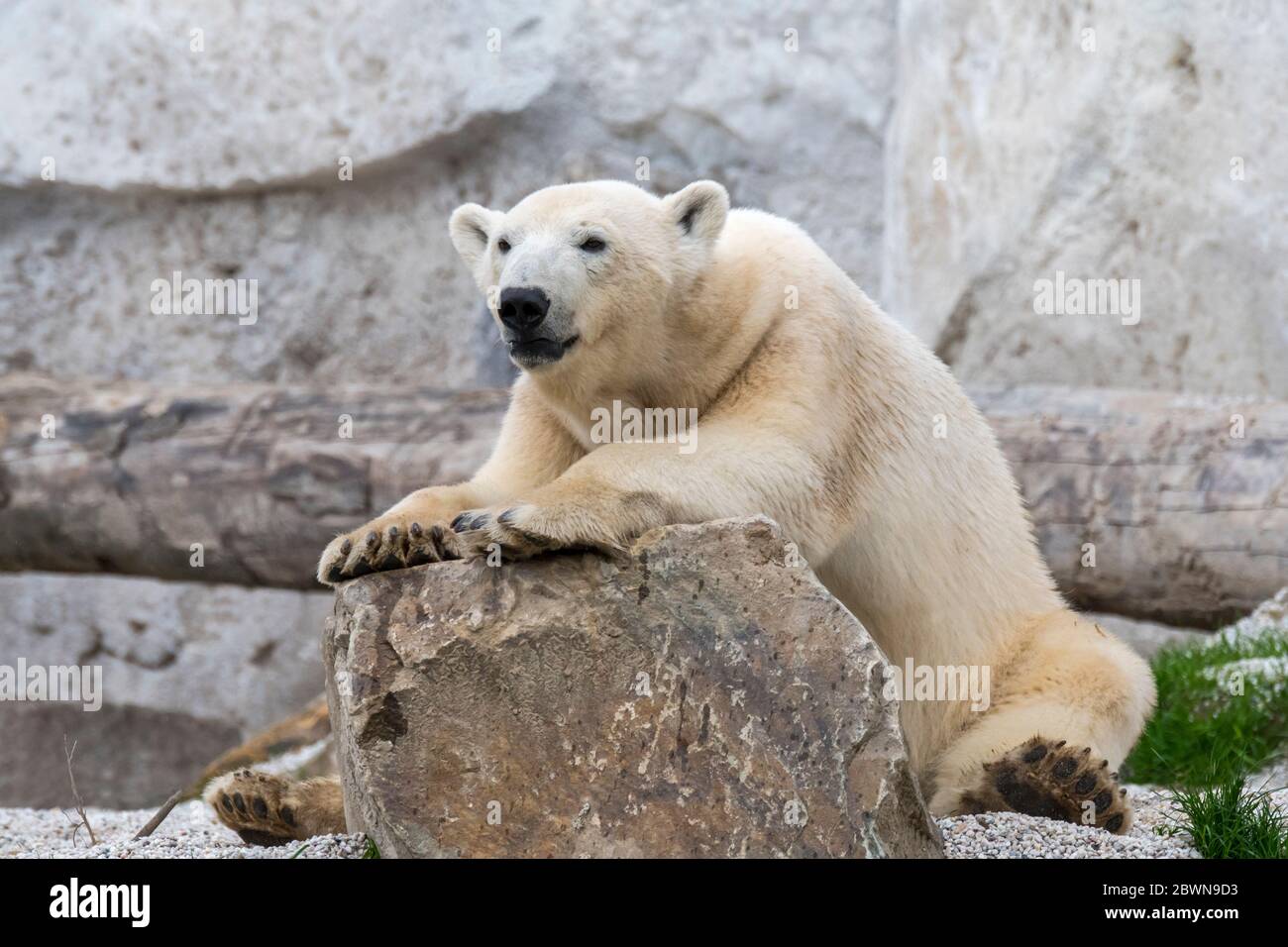 Eisbär (Ursus maritimus / Thalarctos maritimus) im Gehege im Zoo / Tierpark Stockfoto