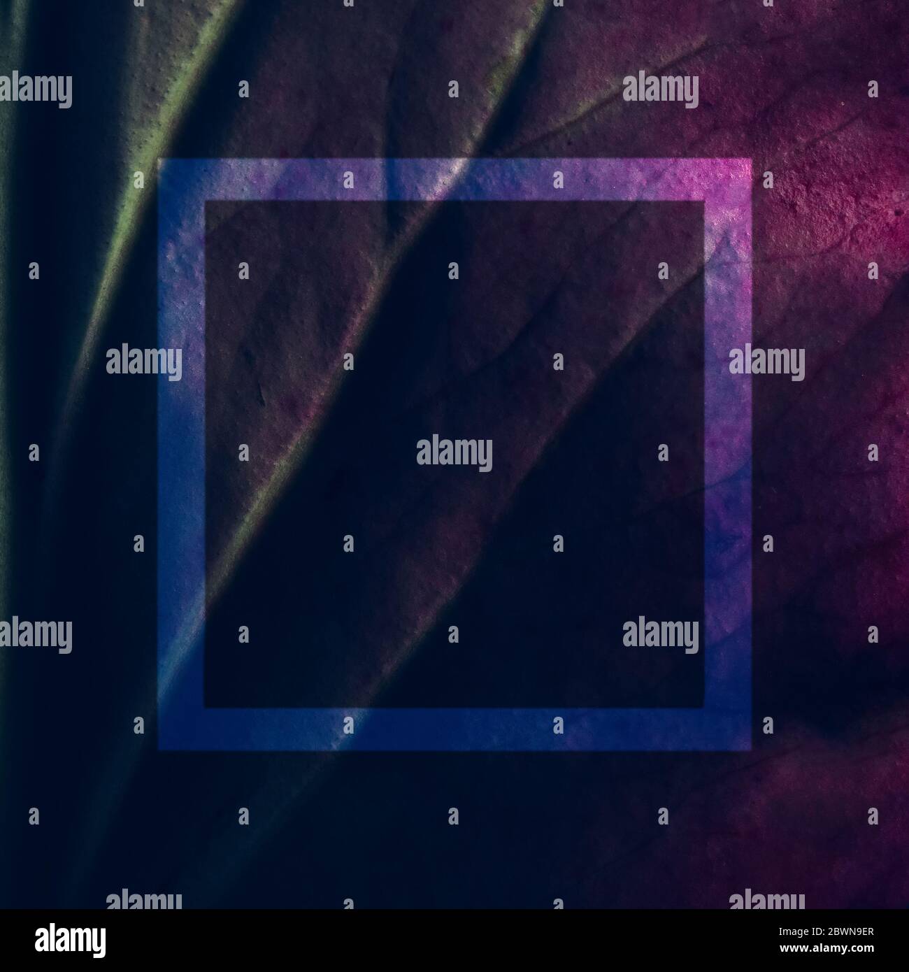 Kreative fluoreszierende Farblayout aus Blatt Textur Nahaufnahme gemacht. Naturkonzept Stockfoto