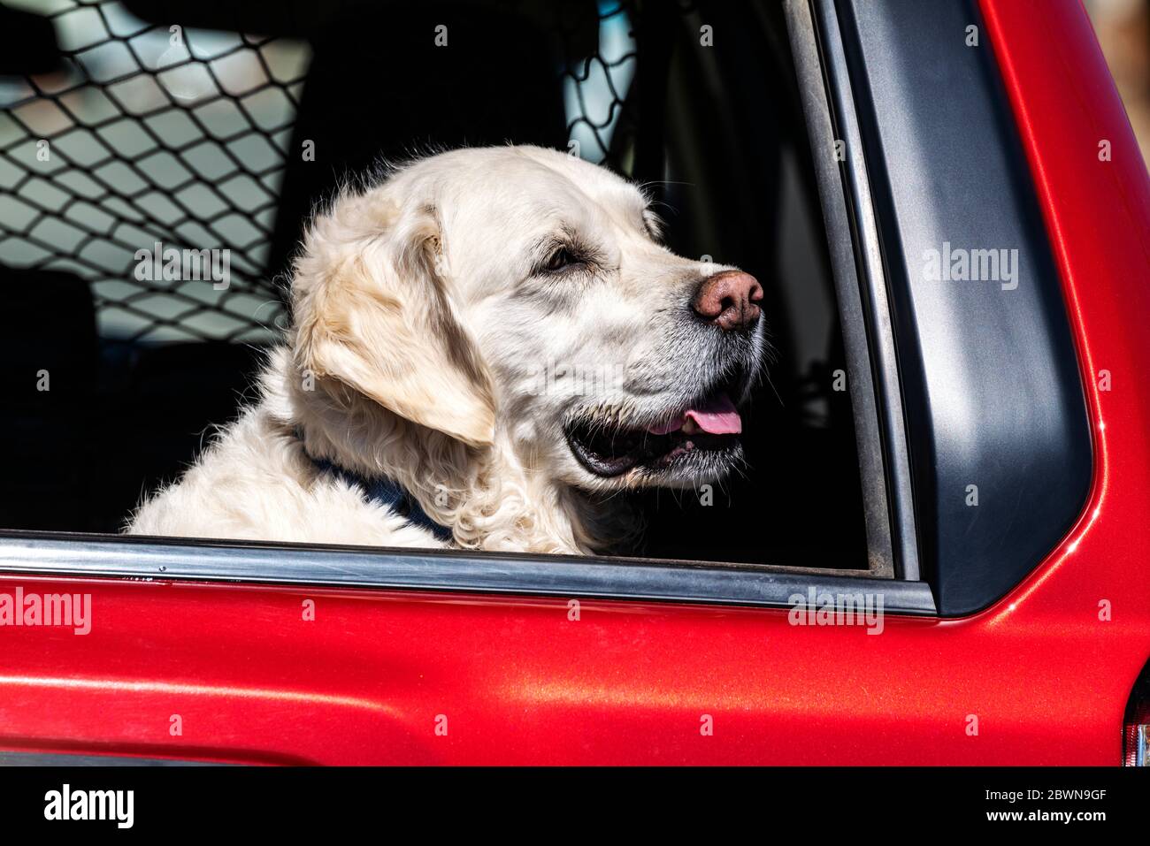 Goldener Retourenhund in Platinfarbe im hinteren Teil eines Staplers Stockfoto