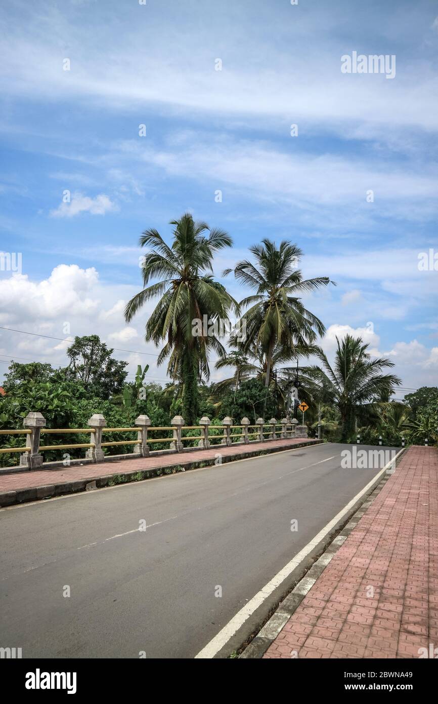 Kokosnusspalmen wachsen an sonnigen Tagen entlang der Straße. Tropische Stimmung. Urlaubsziele. Bali, Indonesien Stockfoto