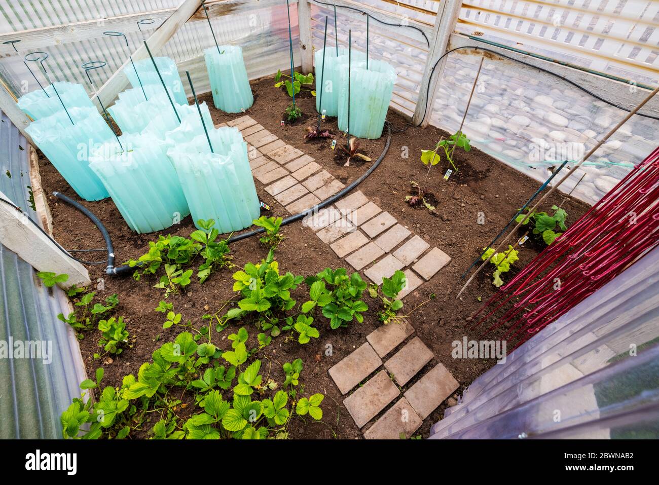 Frisch gepflanzten Wohn Gemüsegarten. An den Wasserwänden aus Kunststoff wird tagsüber an kühlen Abenden die Wärme zurückgehalten. Stockfoto