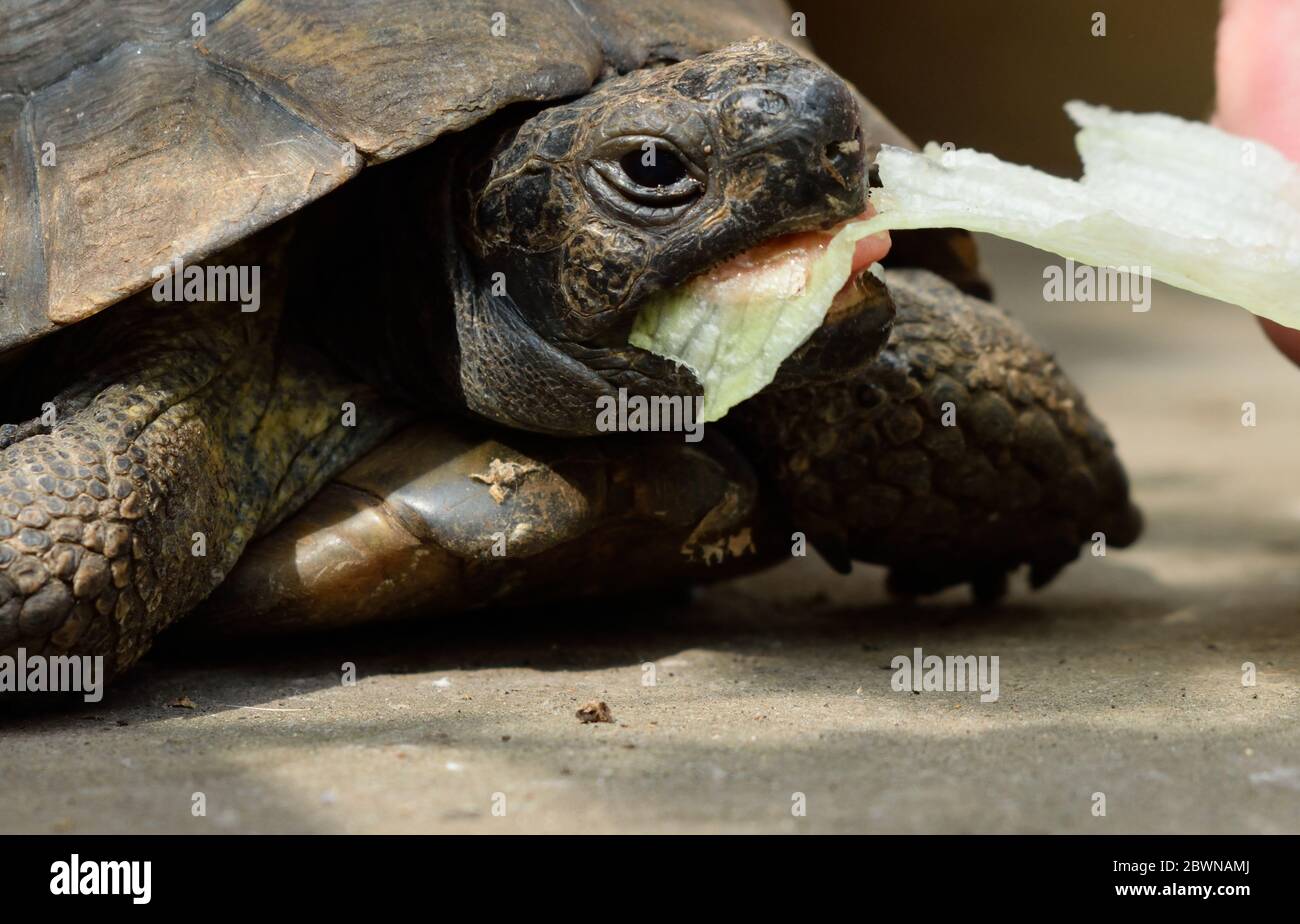 PET Schildkröte Essen ein Stück Eisbergsalat Stockfoto