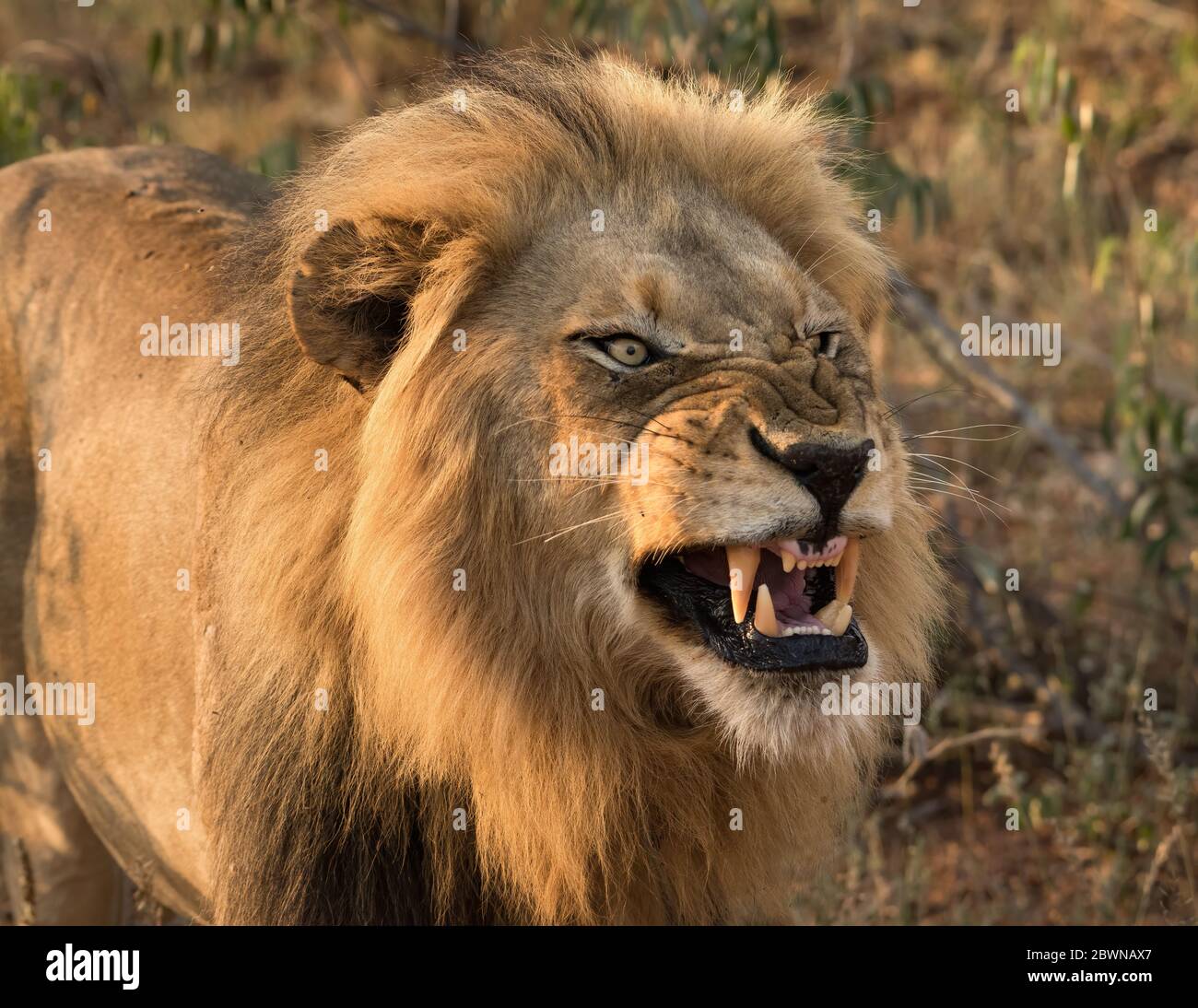 Große afrikanische Löwe große Katze knarrt bedrohlich und zeigt ihre großen Fleischfresser Zähne. Stockfoto