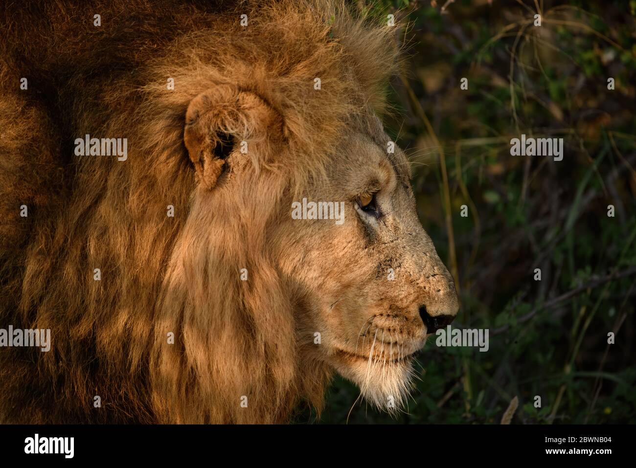 Profilporträt des wilden Löwen in Südafrika. Stockfoto