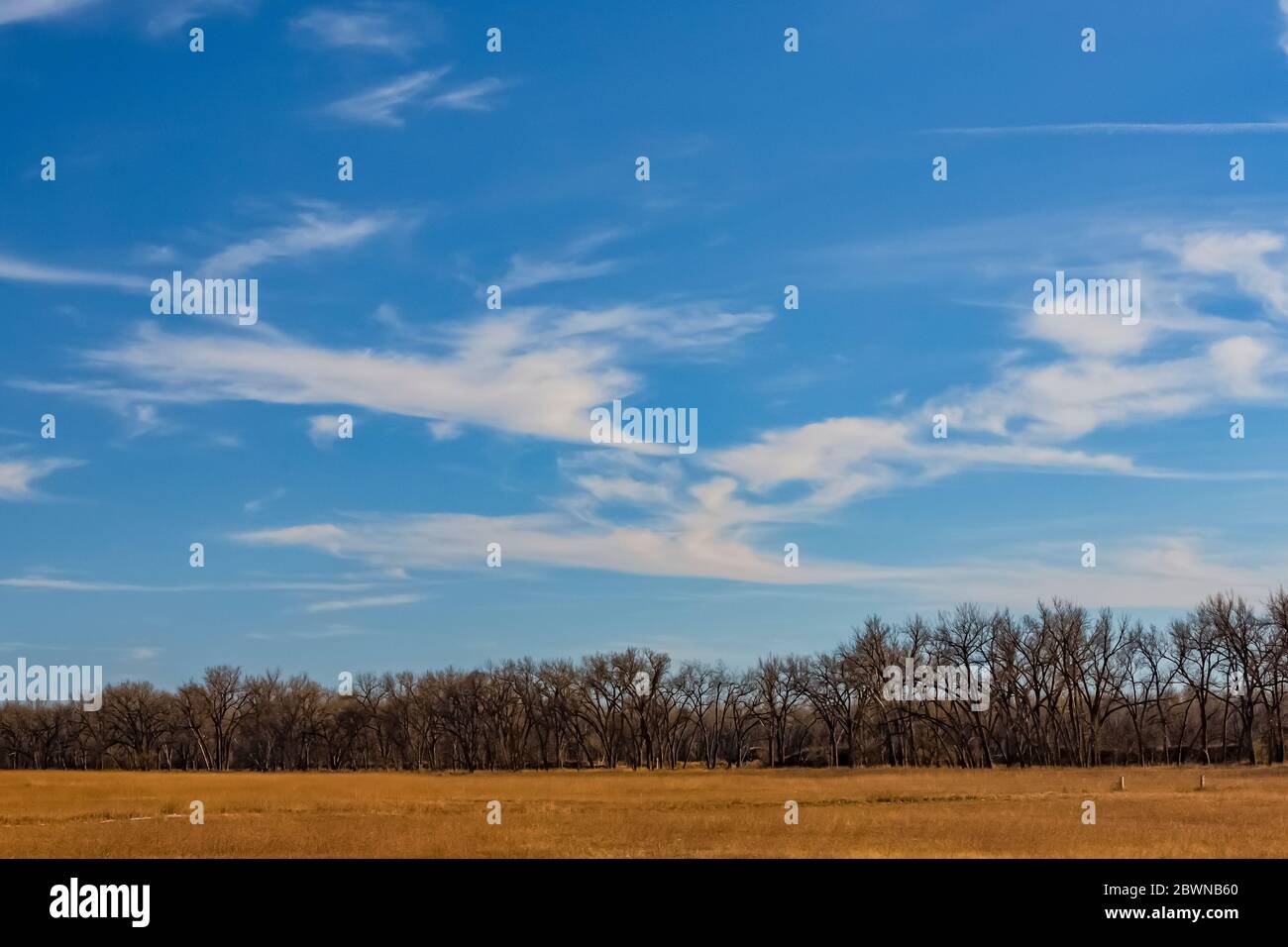 Willow Wald entlang Platte River, parallel zur Interste 80 durch Nebraska, USA Stockfoto