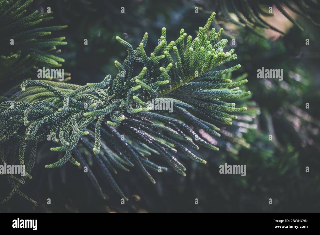 Blätter von Araucaria Heterophylla allgemein bekannt als Norfolk Island Kiefer Stockfoto