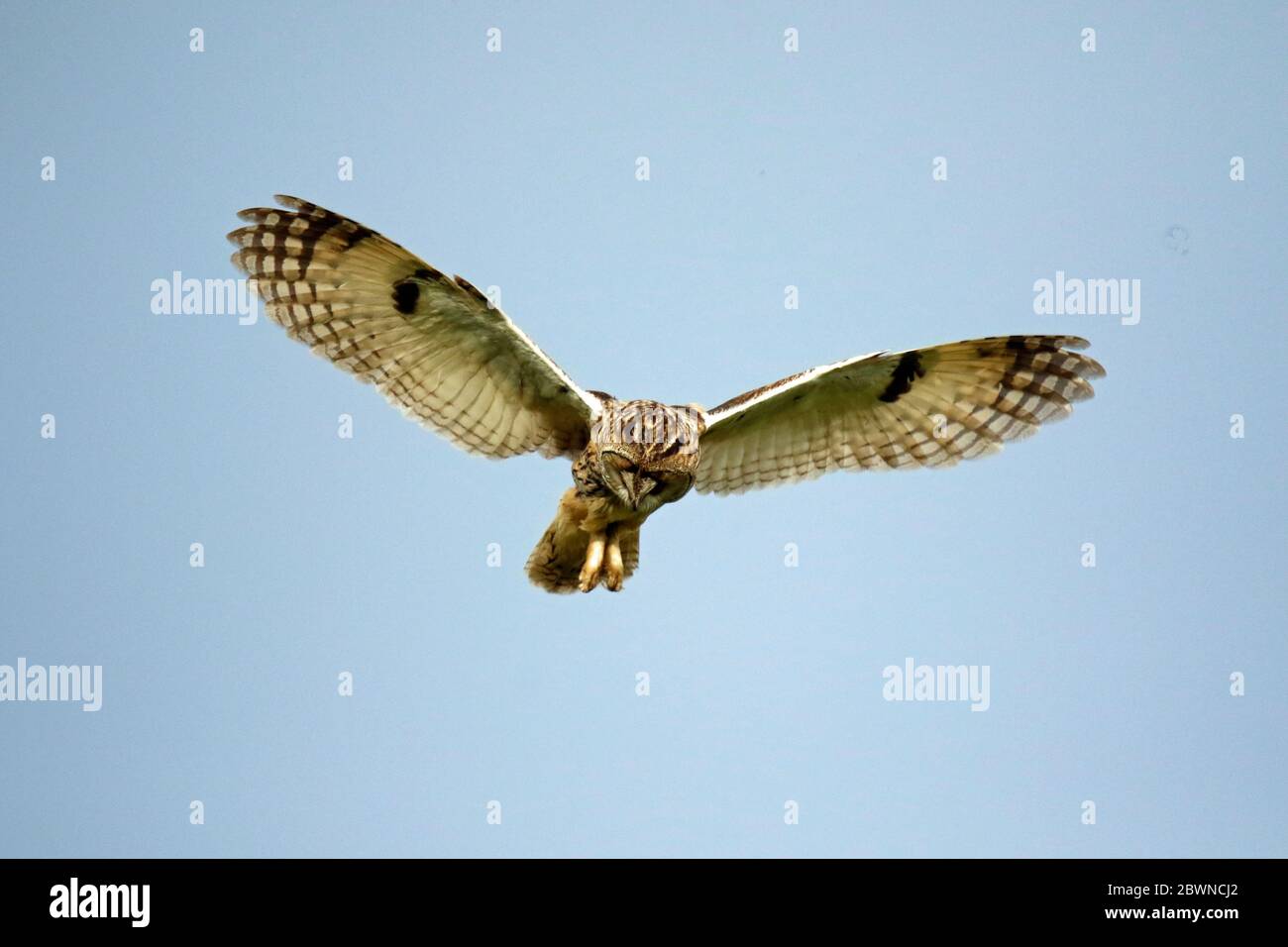 Eulenjagd über den Yorkshire Moors Stockfoto