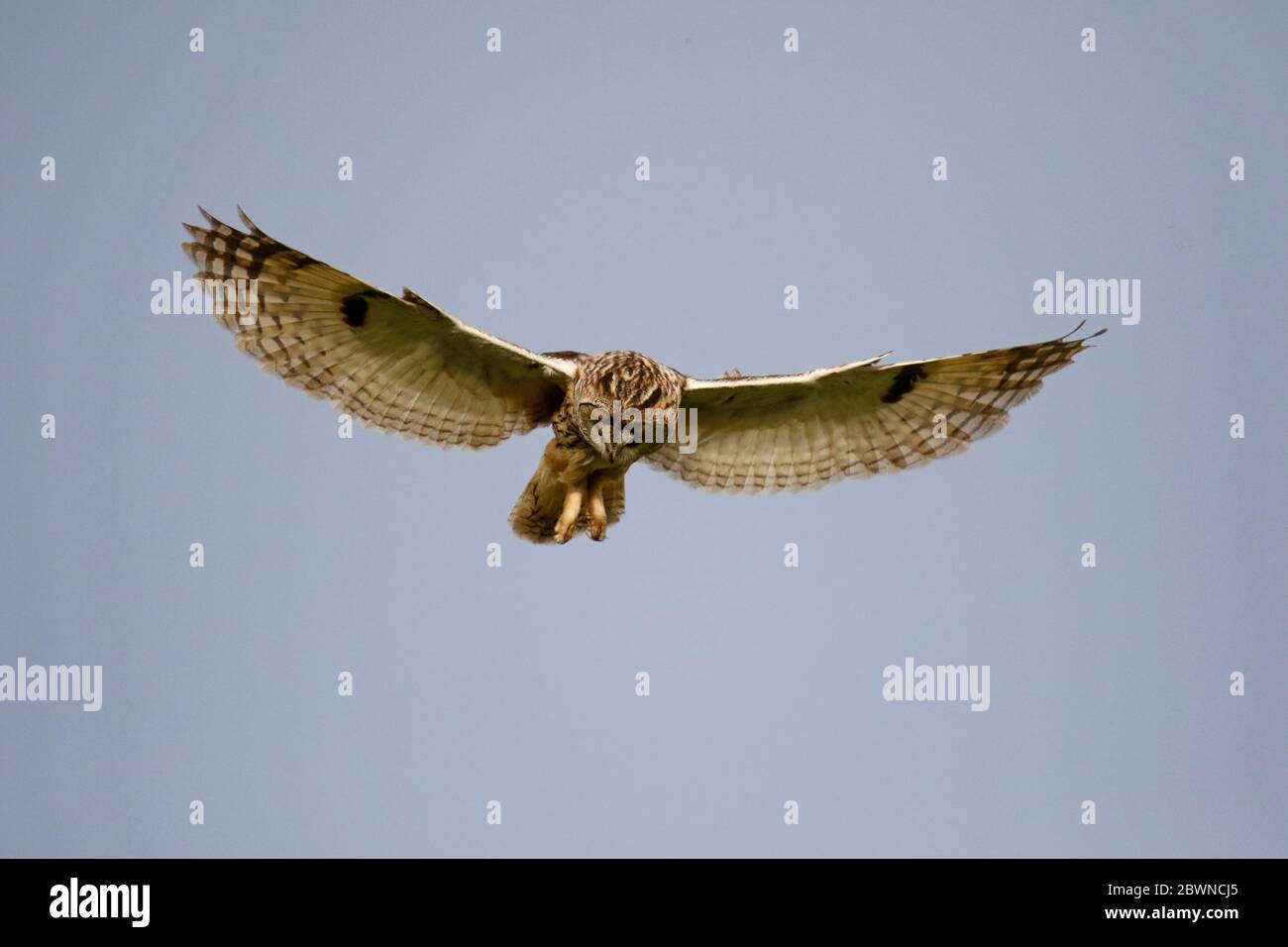 Eulenjagd über den Yorkshire Moors Stockfoto