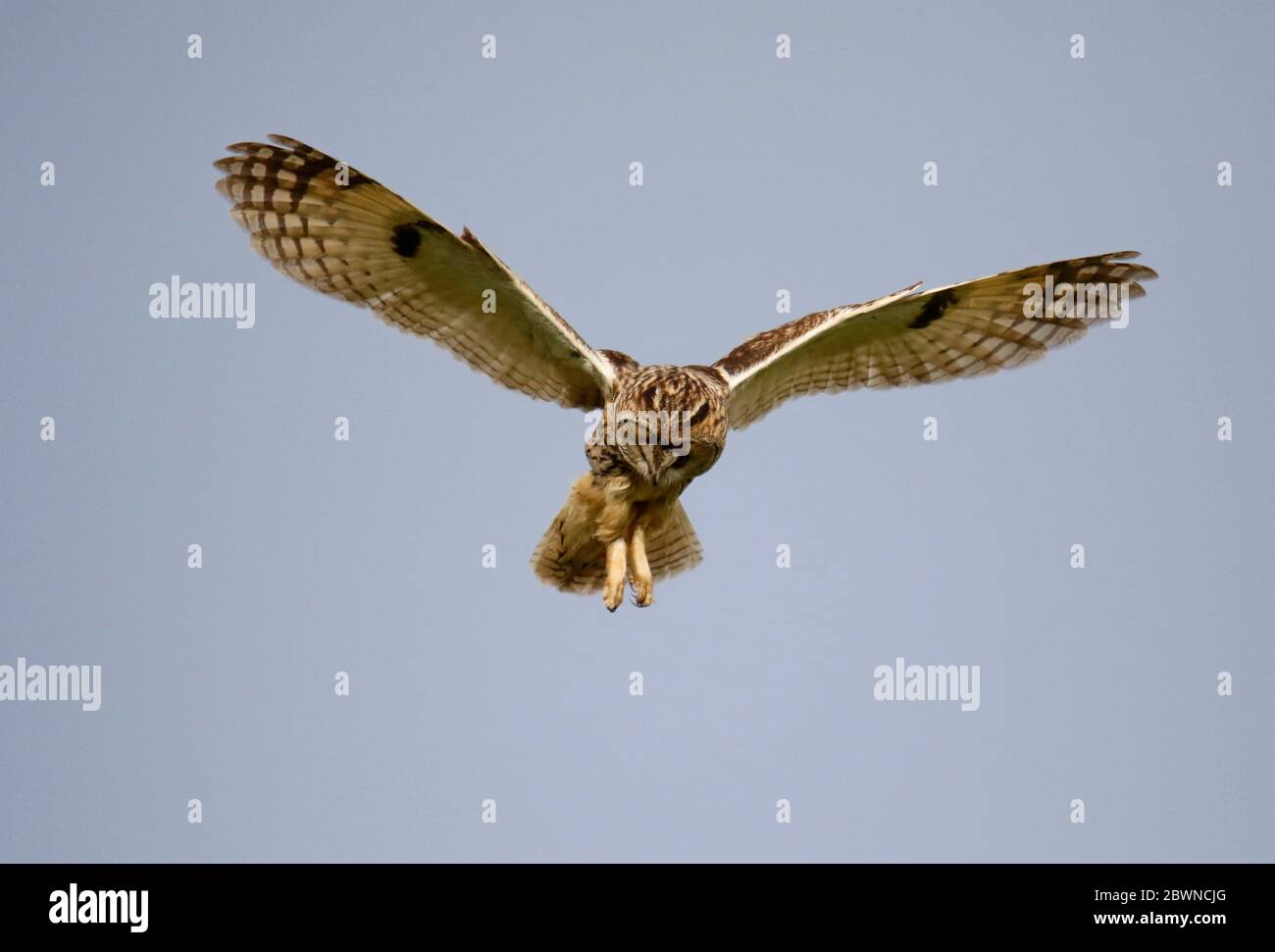 Eulenjagd über den Yorkshire Moors Stockfoto