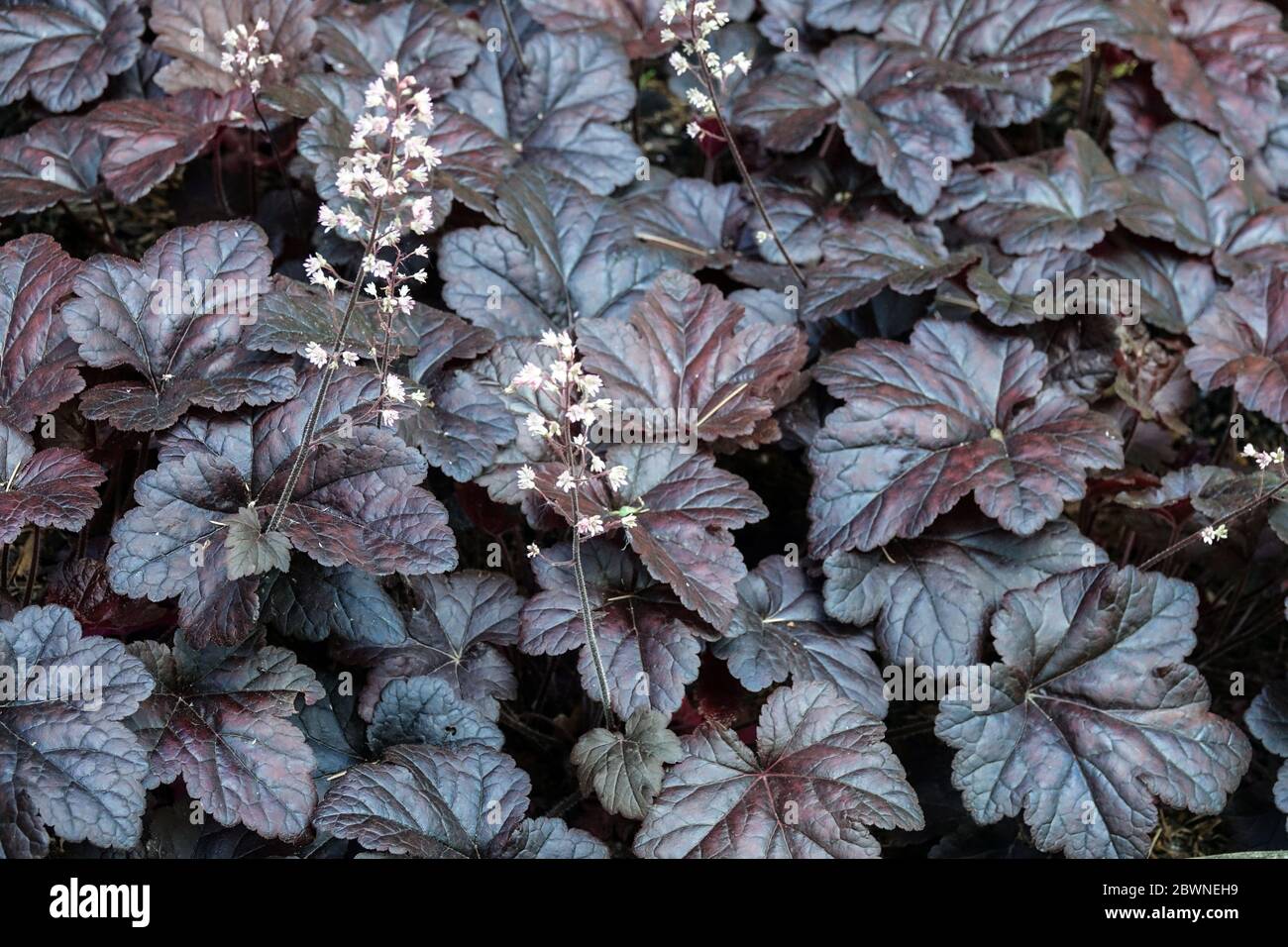 Schaumende Glocken Heucherella Onyx Dunkel schwarze Blätter Stockfoto
