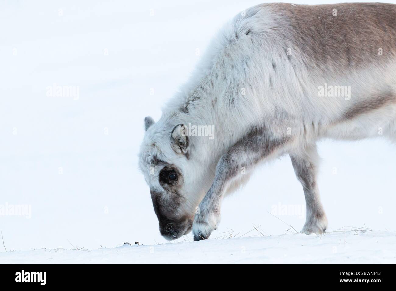 Spitzbergen Rentier auf der Suche nach Nahrung im Schnee Stockfoto
