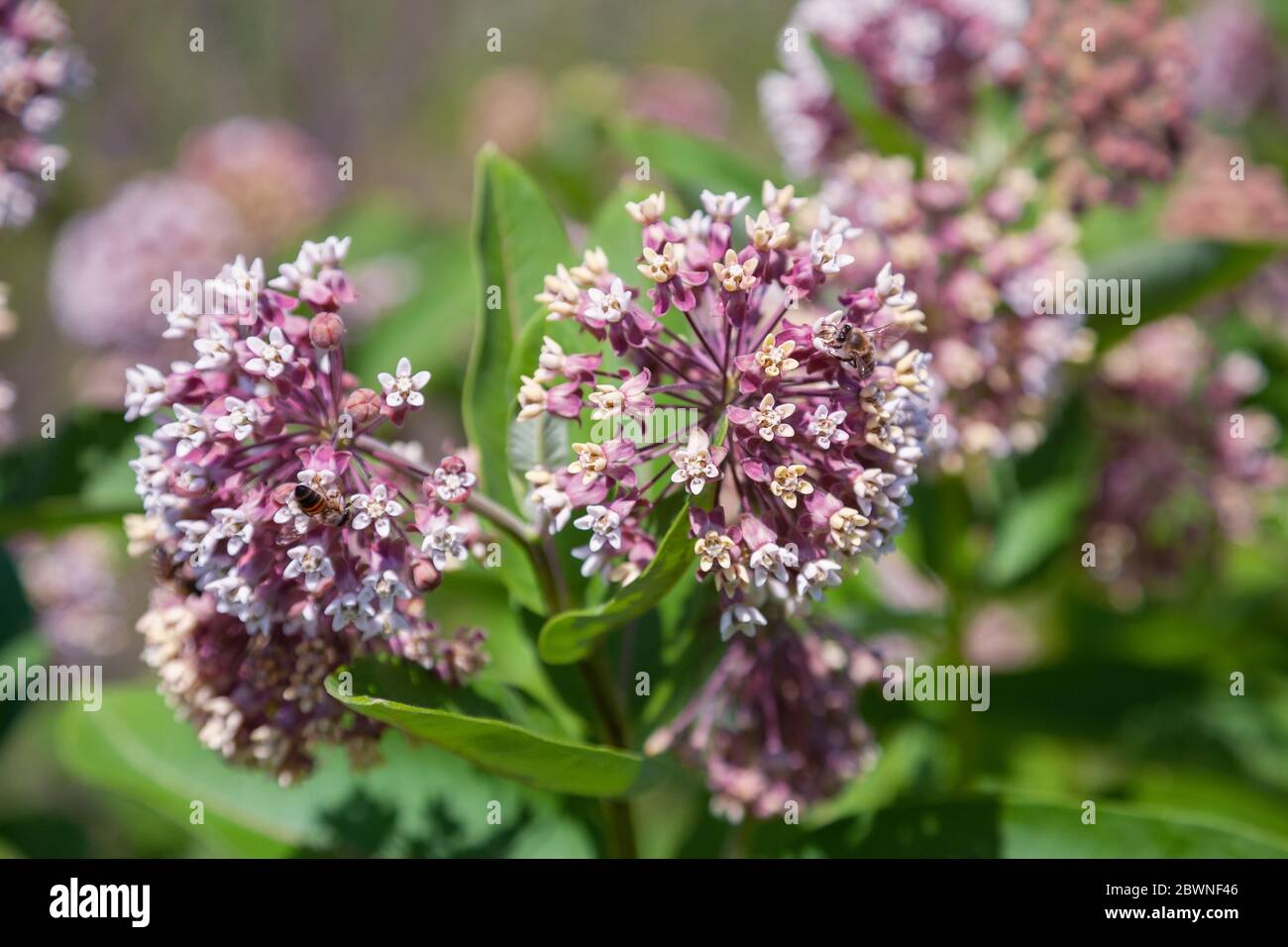 Milkweed Blüten Nahaufnahme Stockfoto