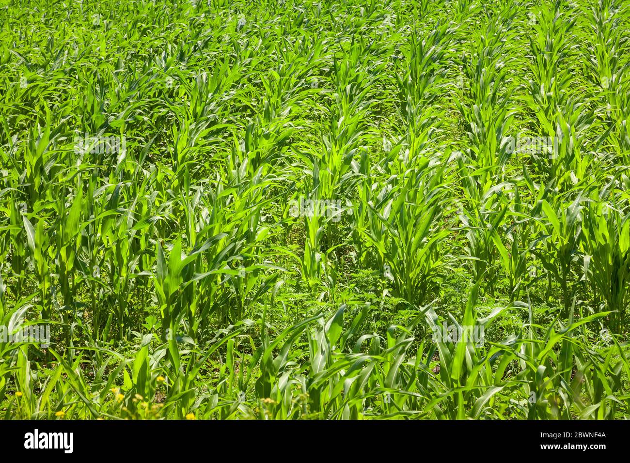 Maisfeld, Landwirtschaft, ländliche Landschaft Stockfoto