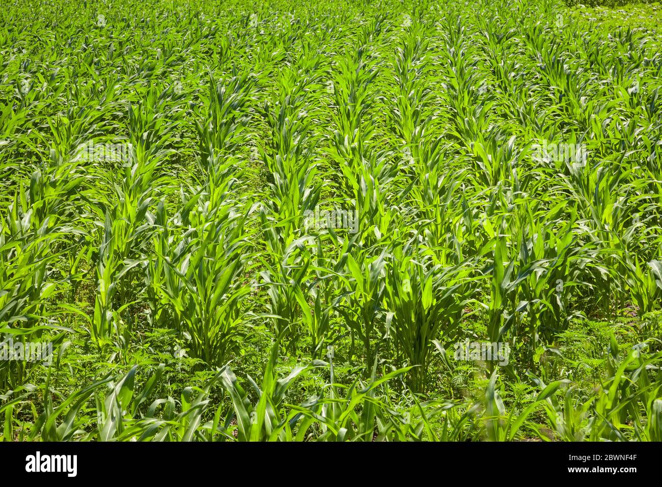 Maisfeld, Landwirtschaft, ländliche Landschaft Stockfoto