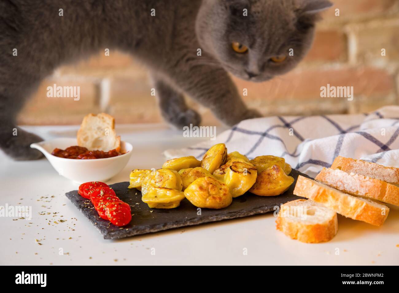Eine hungrige Katze schnüffelt und möchte Knödel essen, die für eine Fotosession vorbereitet sind. Stockfoto
