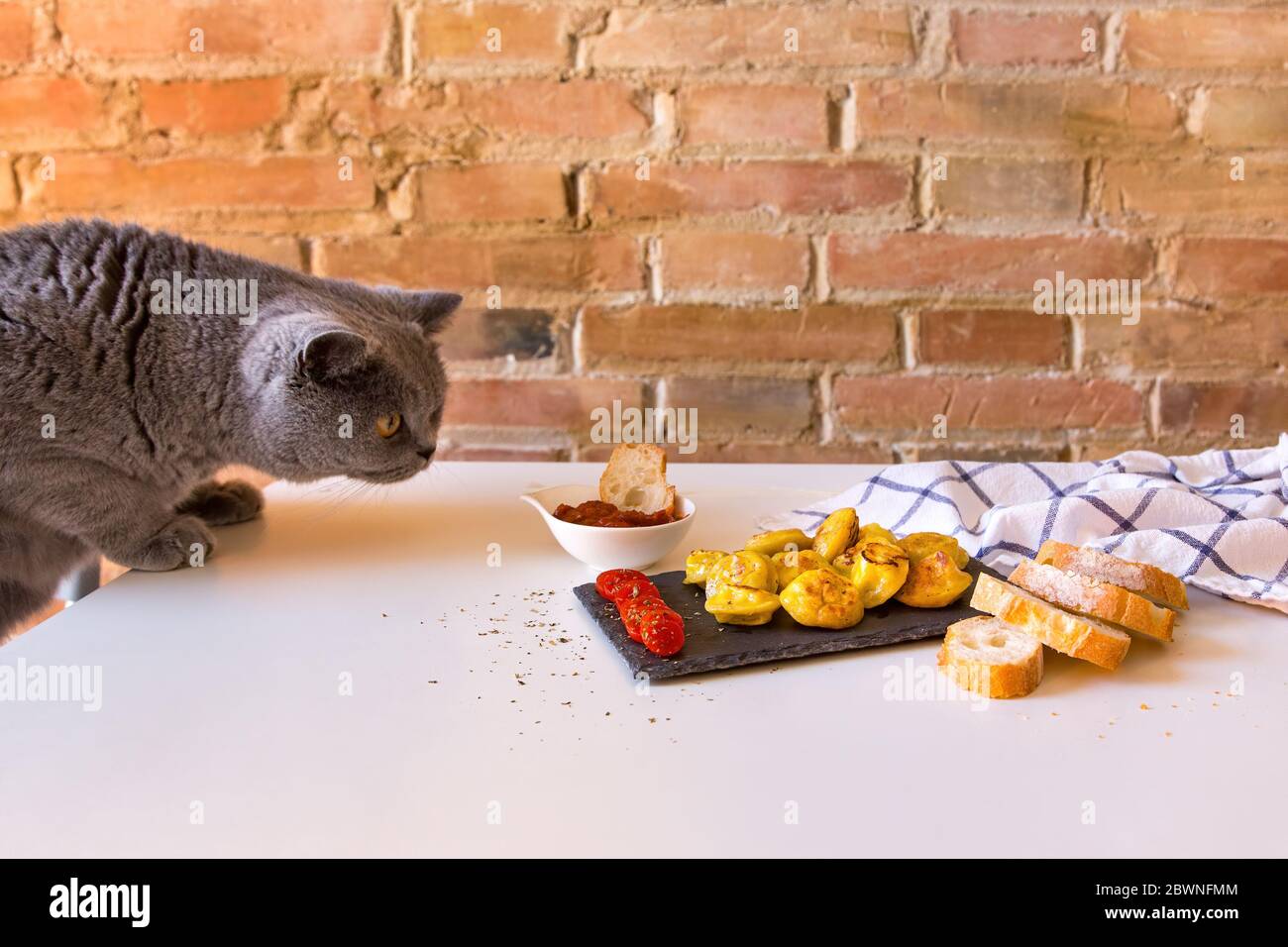Eine hungrige Katze schnüffelt und möchte Knödel essen, die für eine Fotosession vorbereitet sind. Stockfoto
