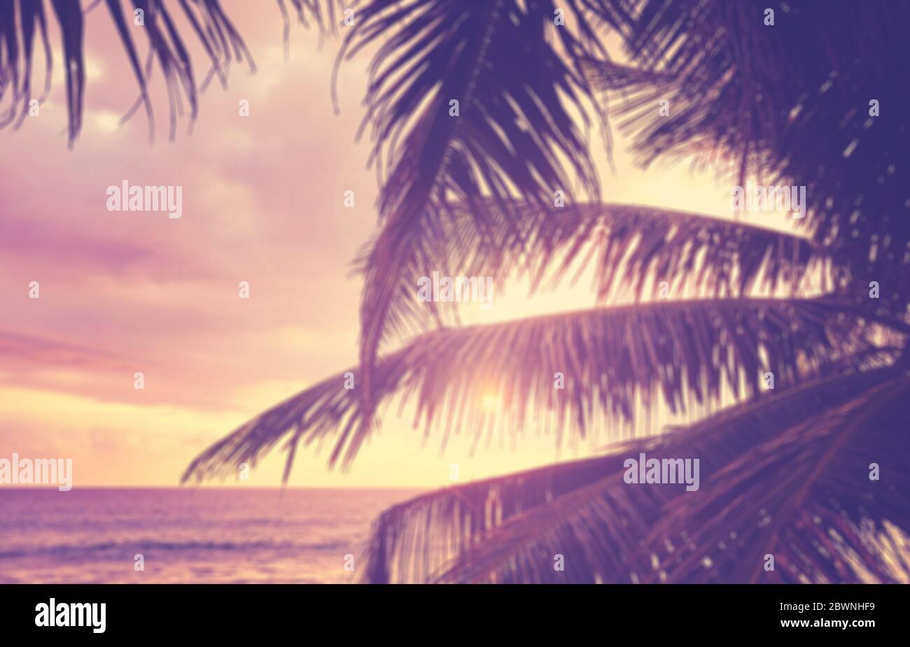 Verschwommene Kokosnusspalme Blätter Silhouetten bei Sonnenuntergang, Sommerurlaub Hintergrund, Farbtonierung angewendet. Stockfoto