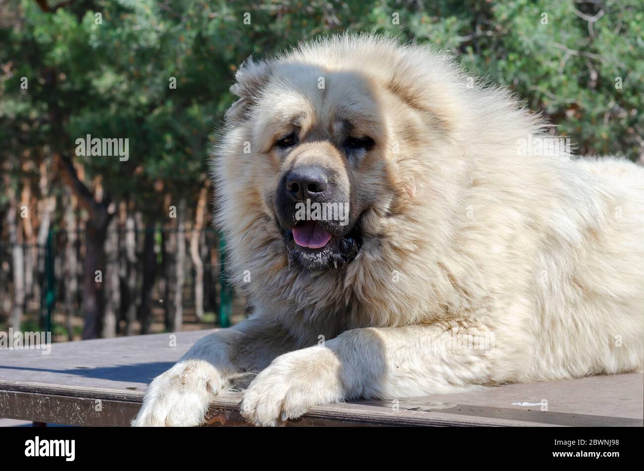 Porträt eines kaukasischen Schäfers oder Nordkaukasischen Wolfhound. Ein riesiger, kraftvoller Hund liegt auf einer Trainingsbrücke. Hundeschulung. Aufnahmen im Freien. Stockfoto