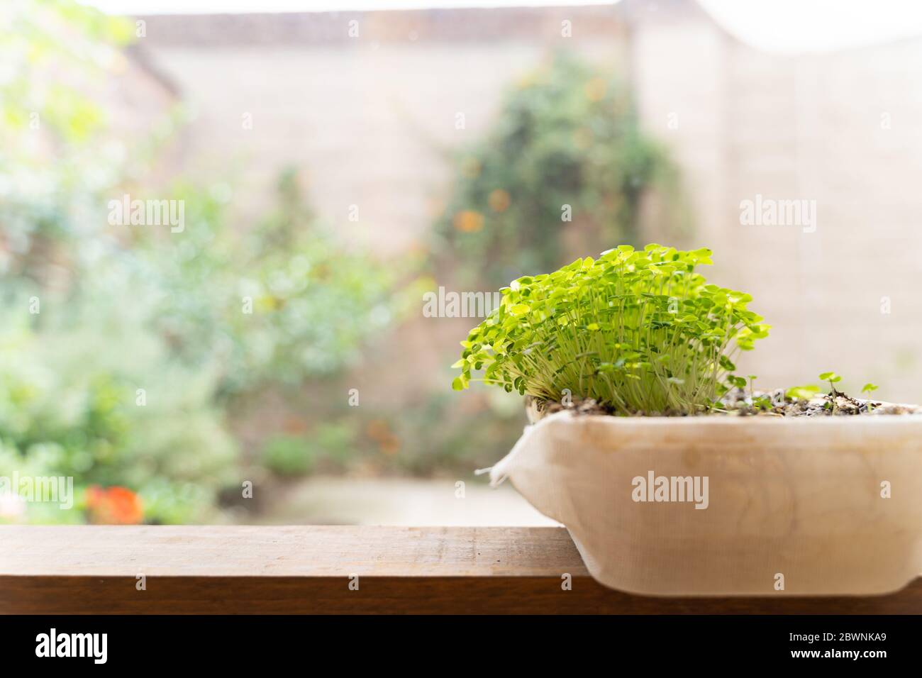 Wachsende Pflanze zu Hause vor dem Garten Stockfoto