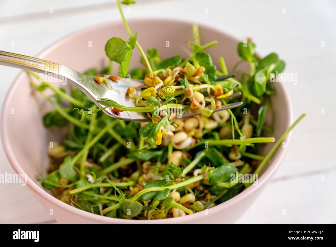 Vegan gesunder Salat aus Erbsen mikrogrünen Sprossen und gesprossenen Bohnen in rosa Schüssel auf hellem Hintergrund, Stockfoto