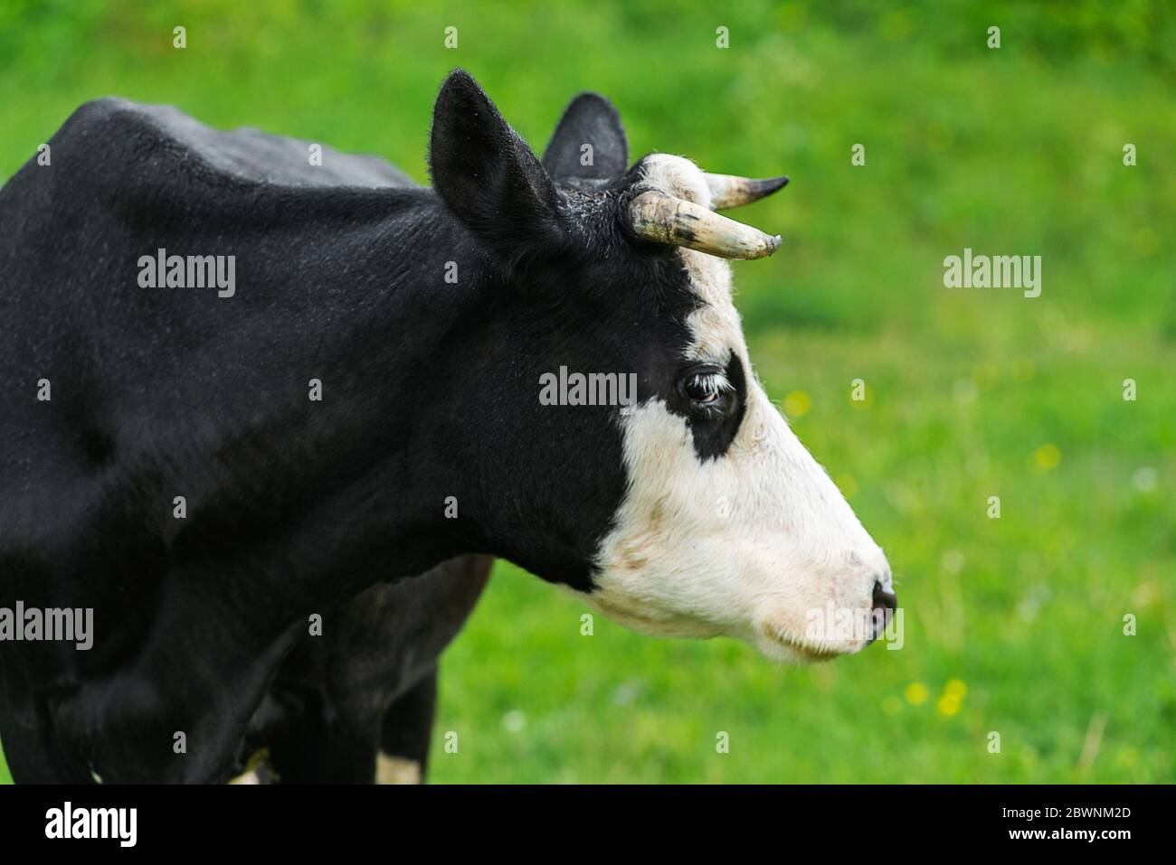 Porträt die Kuh grast auf einer grünen Wiese. Stockfoto