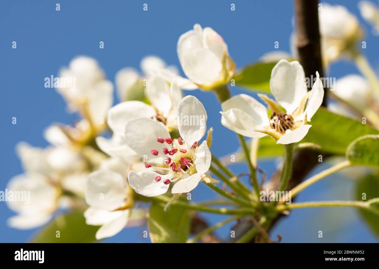 Birnbaum (Pyrus domestica), Blüten des Frühlings Stockfoto