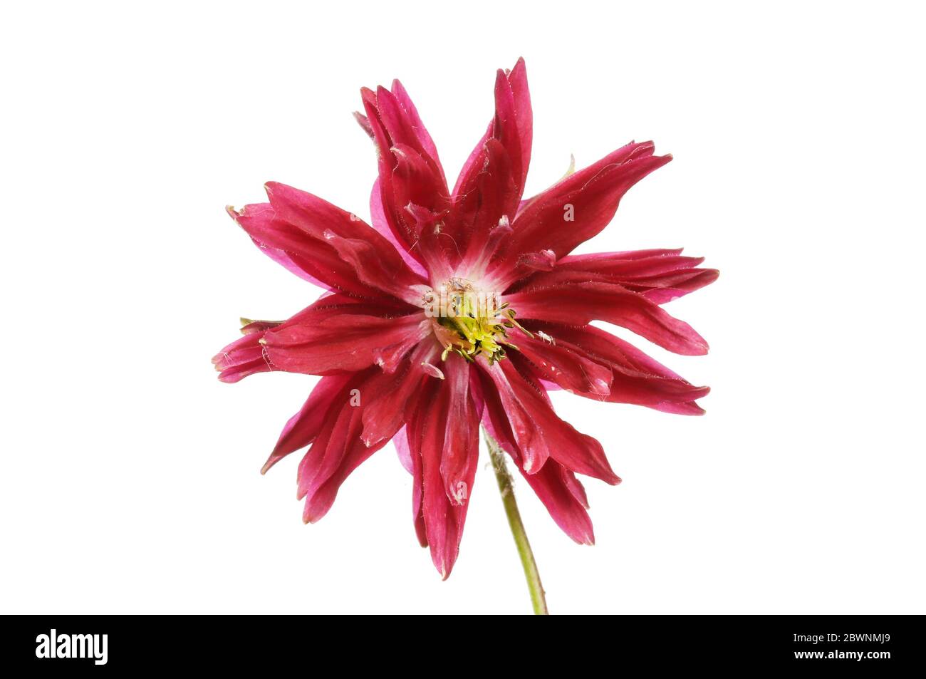 Rote aquilegia Blume isoliert gegen weiß Stockfoto