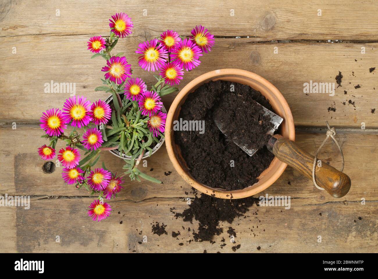 Delasperma Pflanze auf einer Blumenbank mit Kompost in einem Pflanztopf mit einer Gartenkelle Stockfoto