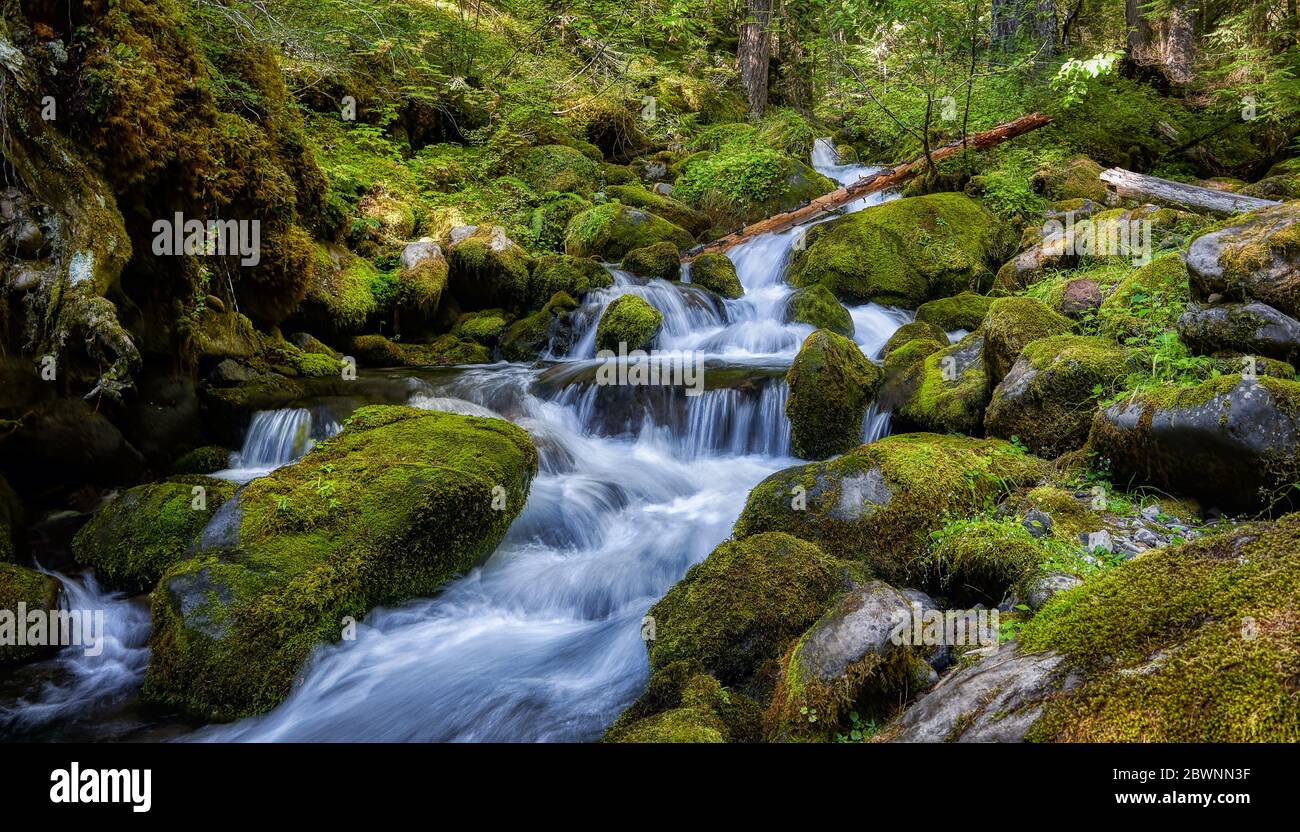 Wasser fließt über den Roaring Creek im pazifischen Nordwesten Stockfoto