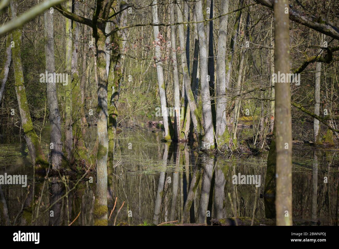 Überschwemmungen im Wald nach zu viel Regen, Bäume stehen im Wasser, ausgewählter Fokus Stockfoto