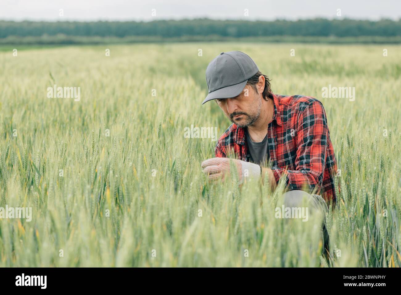 Seriöse Weizenbauer Agrarwissenschaftler Inspektion Getreidepflanzen Qualität in kultivierten landwirtschaftlichen Plantagen Feld. Arbeiter auf dem Bauernhof analysieren die Entwicklung des Plans Stockfoto