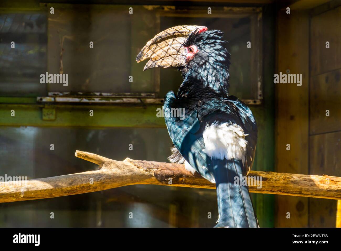 Porträt eines Trompeter-Hornvogel von hinten, tropische Tierarten aus Afrika Stockfoto