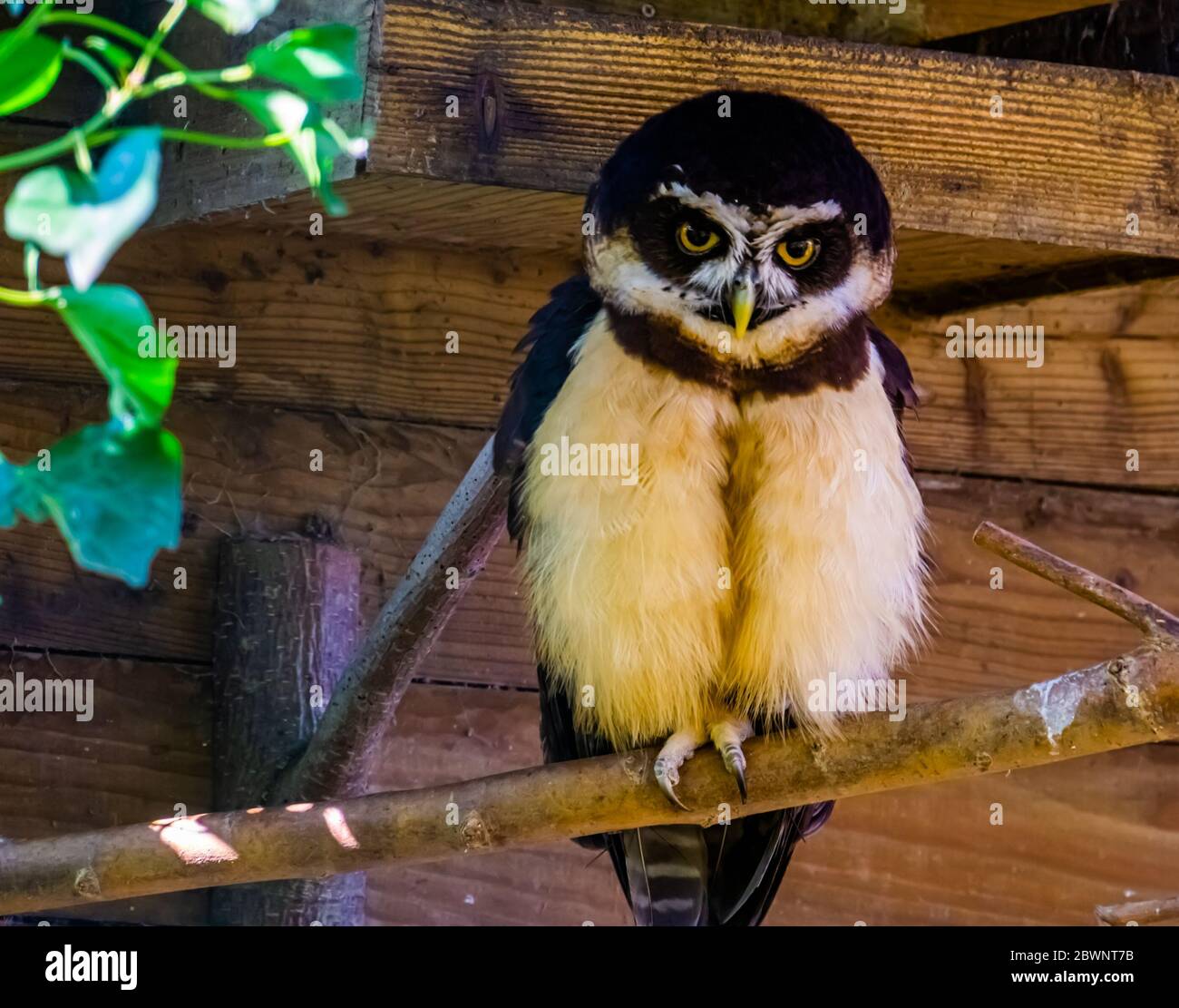 Braune Holzkauz in Nahaufnahme, tropische Vogelarten aus Asien Stockfoto