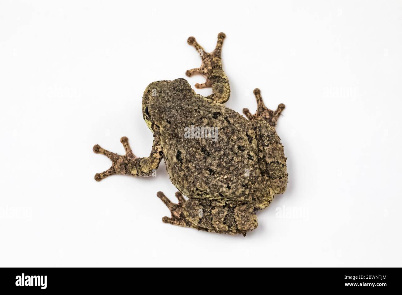Männlich Grau Baumfrosch, Dryophytes versicolor, auf einem weißen Studio-Hintergrund in Zentral-Michigan, USA Stockfoto
