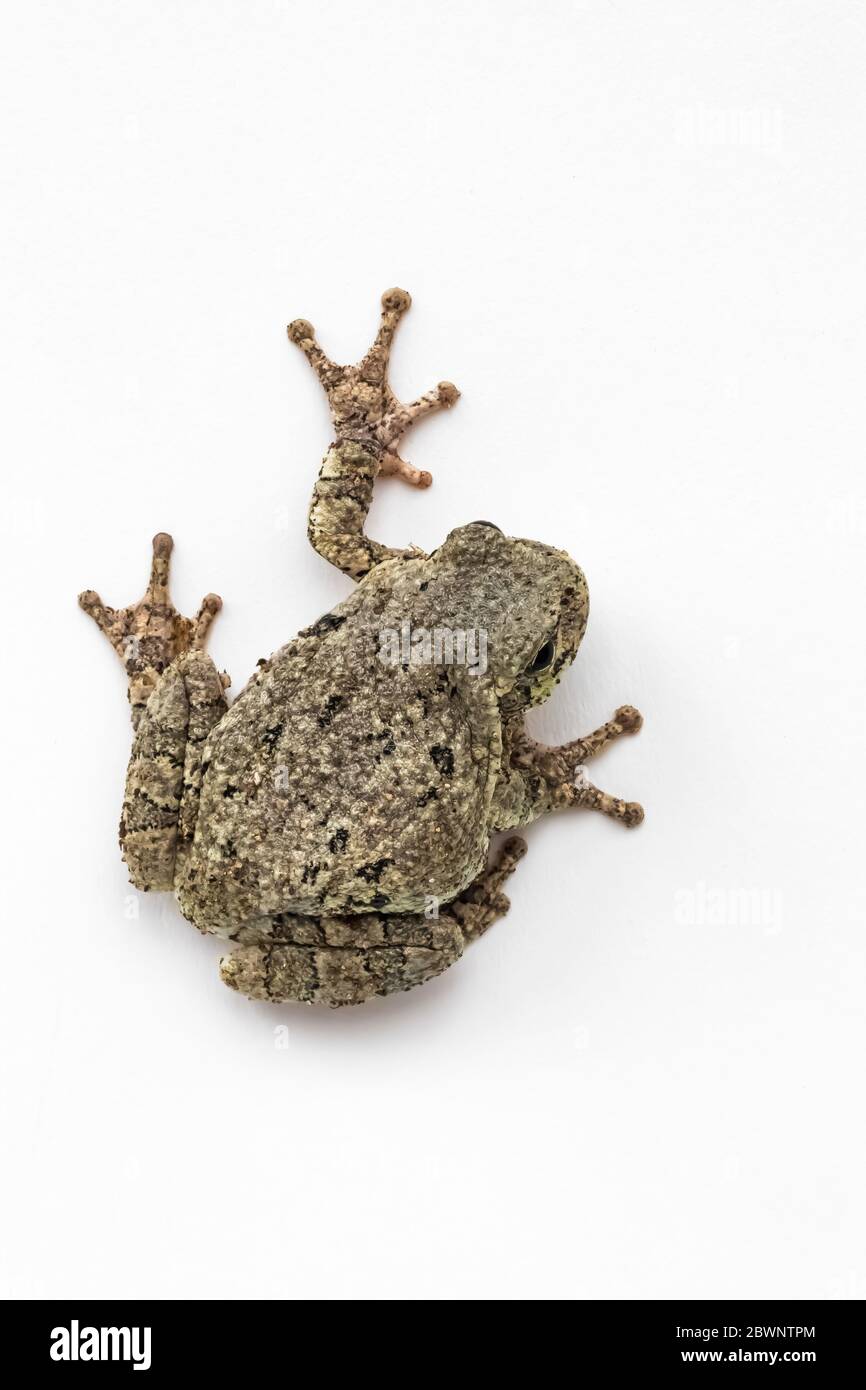 Männlich Grau Baumfrosch, Dryophytes versicolor, auf einem weißen Studio-Hintergrund in Zentral-Michigan, USA Stockfoto