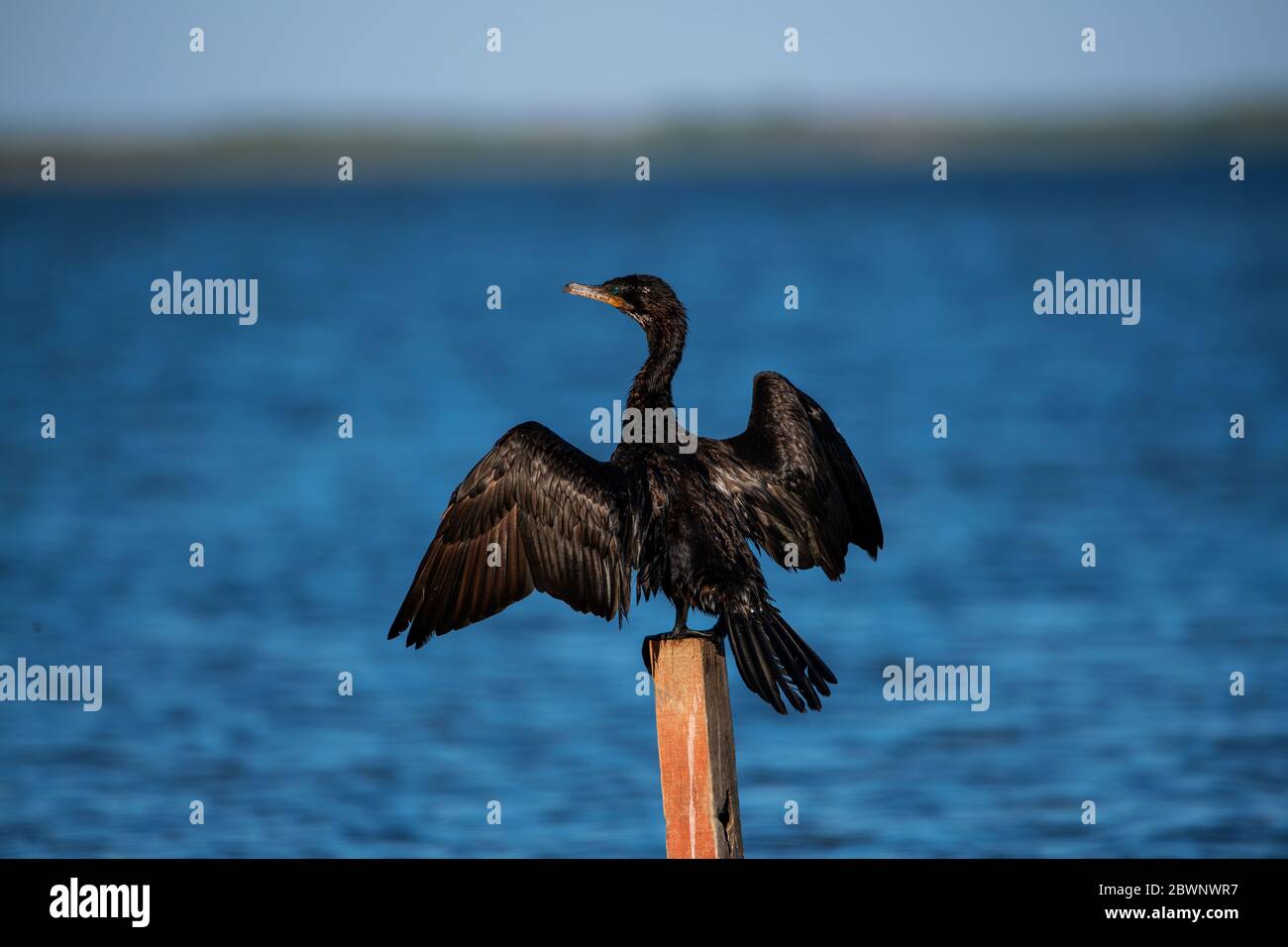 Cormorant Araçatiba Lagune, Maricá, Brasilien Stockfoto