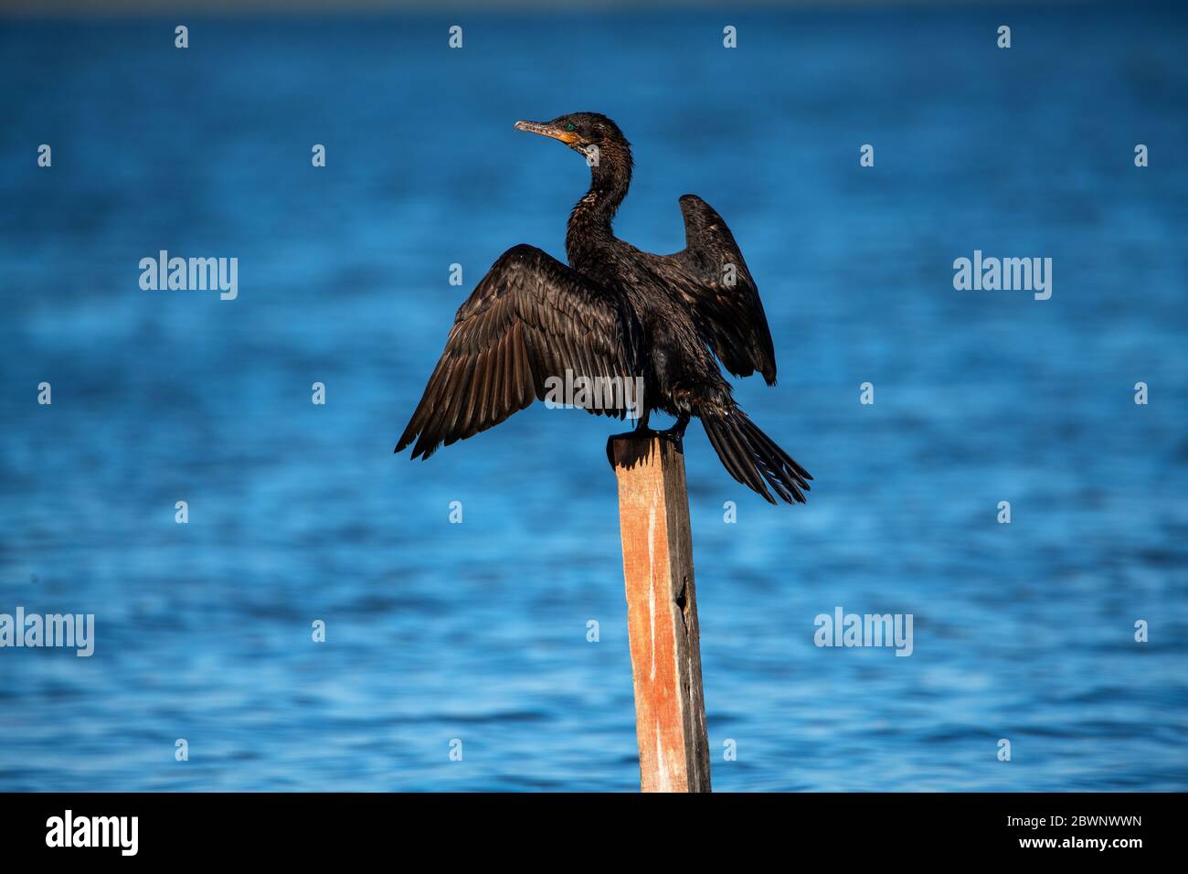 Cormorant Araçatiba Lagune, Maricá, Brasilien Stockfoto