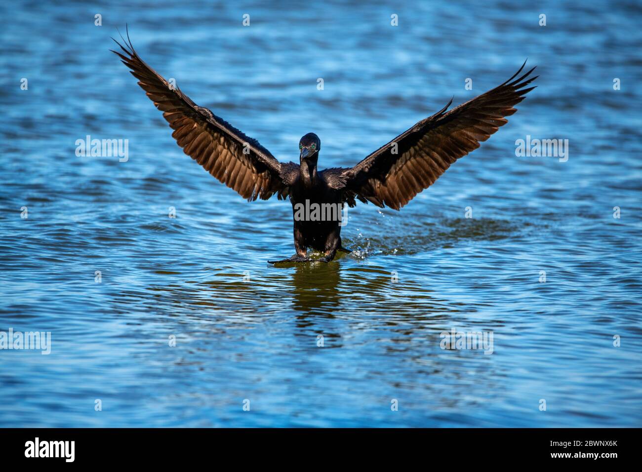 Kormoranflug in der Lagune von Araçatiba, Maricá, Brasilien Stockfoto